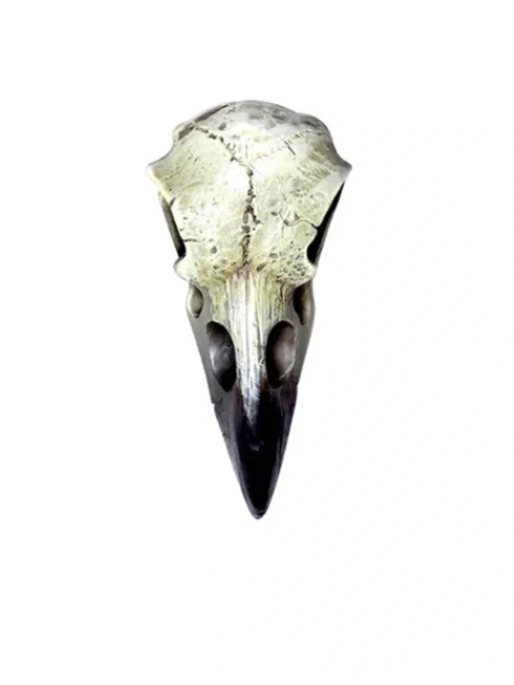 Reliquary Raven Skull pendant necklace Alchemy Gothic Sacred Talisman Unisex